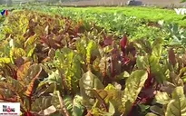 Ứng dụng công nghệ cao vào canh tác rau củ hữu cơ