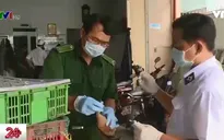 TP.HCM tăng cường đối phó với dịch cúm gia cầm