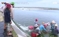 Vực dậy ngành nuôi tôm ở miền Trung sau sự cố môi trường biển