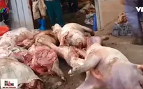 Cơ sở hô biến lợn chết thành thịt hun khói: Chủ tịch huyện bất ngờ