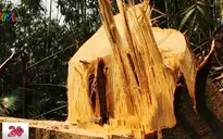 Khai thác gỗ trái phép tại Thanh Hóa: Con voi chui lọt lỗ kim?