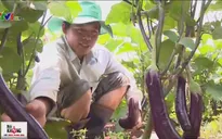 Gỡ "bí" cho người nông dân : Góc nhìn từ Mô hình hỗ trợ sản xuất nông sản sạch