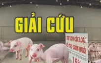 Hết dưa, đến lợn: Làm gì để không còn phải "giải cứu" nông dân?