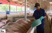 Nuôi lợn ốc quế: Cho nghe nhạc không lời để giảm... stress