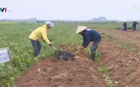 Tích tụ ruộng đất và bài toán mưu sinh nào cho người nông dân?