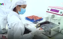 Nghiêm ngặt quy trình sản xuất trứng gà theo tiêu chuẩn quốc tế