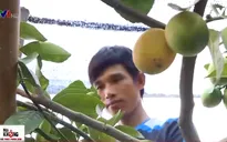 Chanh vàng hữu cơ: Hướng đi mới của người nông dân