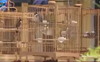 Thú chơi chim chào mào ở Huế