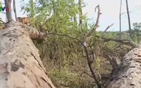 Hãy cứu những cánh rừng thông trên quốc lộ 14 Tây Nguyên !