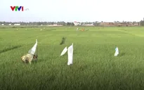 Bùng phát nạn chuột cắn phá lúa ở Ninh Bình