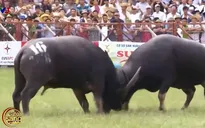Lễ hội chọi trâu Đồ Sơn 2017: Dùng súng gây mê giữ an toàn