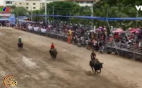 Độc đáo lễ hội đua trâu tại Thái Lan