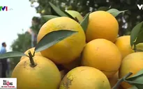Cam sạch - Hướng đi mới của Hưng Yên