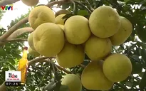 Thành công trong mô hình trồng bưởi sử dụng phân bón hữu cơ