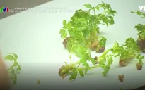 Xu hướng phát triển giống cây trồng chịu hạn, mặn
