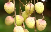 Đăng ký bảo hộ nông sản Việt Nam ở nước ngoài vẫn còn hạn chế