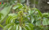 Vải chậm ra hoa do thời tiết bất thường