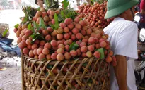 Bắc Giang thu 5.300 tỷ đồng từ vụ vải thiều 2017