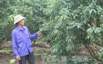 Nguy cơ thất thu hàng nghìn tỷ đồng do vải thiều không ra hoa