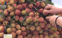 Bắc Giang mở rộng thị trường tiêu thụ vải thiều
