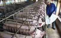 Mạnh tay loại bỏ kháng sinh kích thích sinh trưởng trong thức ăn chăn nuôi