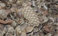 Malaysia thu giữ số lượng lớn vẩy tê tê
