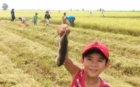 Người dân miền Tây kiếm tiền triệu mỗi ngày từ việc bắt chuột