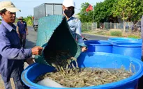 Ngành tôm Việt Nam đứng trước nhiều thách thức