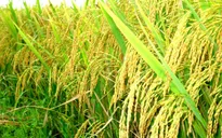 Bình Thuận: Năng suất lúa Đông Xuân cao kỷ lục