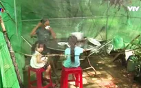 Vĩnh Long: Người dân bức xúc vì trại gà gây ô nhiễm