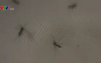 Phát hiện muỗi mang virus Zika tại New Mexico, Mỹ