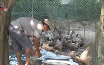 Quảng Ngãi: Tiêu hủy gần 400 con vịt nhiễm cúm A/H5N6