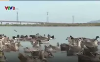 Chăn nuôi vịt biển - Hướng đi mới của ngư dân Quảng Bình