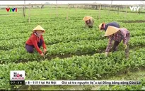 Mô hình sản xuất rau mùi tàu an toàn theo tiêu chuẩn VietGAP