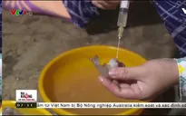 Báo động tình trạng tôm chứa tạp chất ngày càng gia tăng