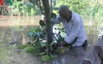 Vỡ đê cồn Thành Long (Bến Tre), hàng chục ha cây ăn trái bị ngập úng