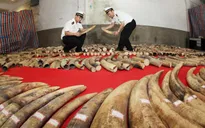 Trung Quốc triệt phá 13 vụ buôn lậu ngà voi trong 6 tháng