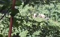Kiểm lâm Quảng Nam khuyến cáo người dân bảo vệ đàn voi rừng