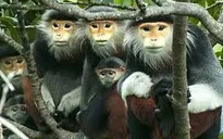 3 thành viên trong gia đình ra tòa vì săn bắt động vật quý hiếm