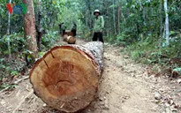 Khởi tố vụ án phá rừng và cướp gỗ táo tợn tại Gia Lai