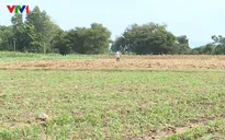 Bình Thuận triển khai vụ Hè Thu sớm