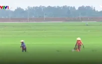 Vụ lúa Thu Đông tiềm ẩn nhiều rủi ro