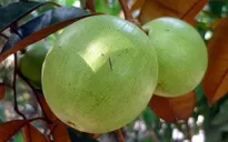 Bát nháo chuyện xuất khẩu vú sữa sang Mỹ