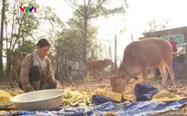Kon Tum: Nâng cao đời sống bà con vùng biên nhờ cách làm ăn mới