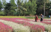 Vườn hoa Mãn Đình Hồng - Điểm đến dịp lễ 30/4 tại Tiền Giang