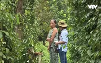 Cần nâng mức hỗ trợ phục hồi sản xuất do thiên tai
