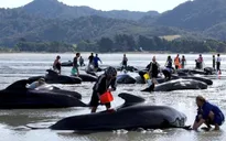 Lo ngại xác cá voi phát nổ, New Zealand đóng cửa bãi biển