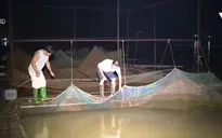 Gần 5 tỷ đồng hỗ trợ hộ nuôi cá tại Phú Thọ thiệt hại do xả lũ