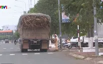 Đăk Lăk: Xe quá khổ, quá tải "tung hoành" trên nhiều tuyến đường