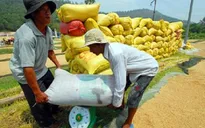 Bộ NN& PTNT kiểm tra tình hình tiêu thụ lúa, gạo ở ĐBSCL